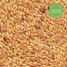 Carica l&#39;immagine nel visualizzatore di Gallery, Semi di Lino Dorati