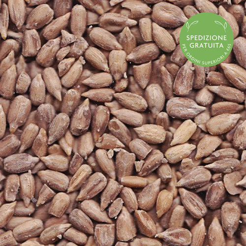 Semi di Girasole Bakery